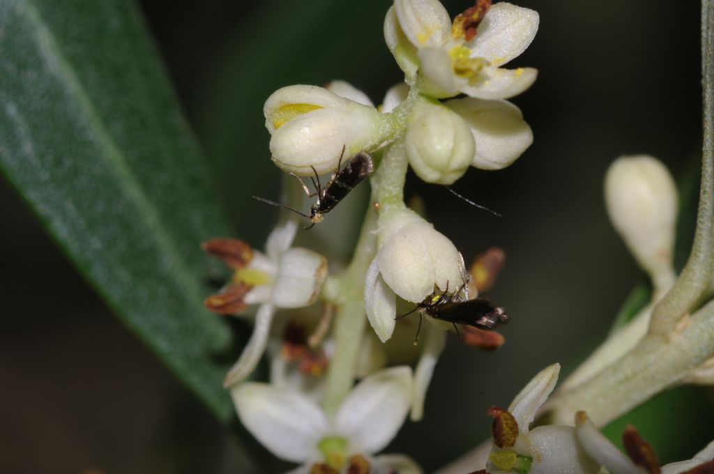 Piccoli lepidotteri: Micropterix aruncella - Micropterigidae